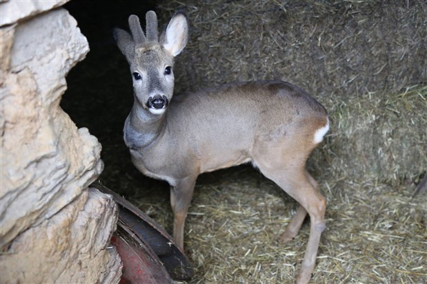 Wild animals suffer from enemy shelling