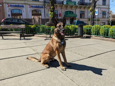 The dog volunteer became a favorite at the headquarters in Chernivtsi