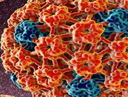 Вакцинація проти вірусу папіломи: рекомендації ACIP 2020
