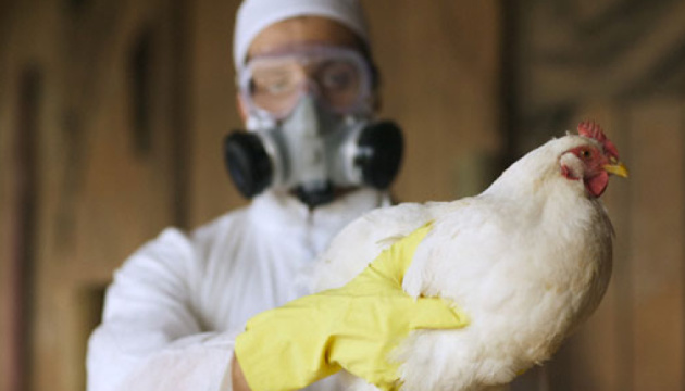 В США і Європі повідомляють про найгірший спалах пташиного грипу H5N1.
