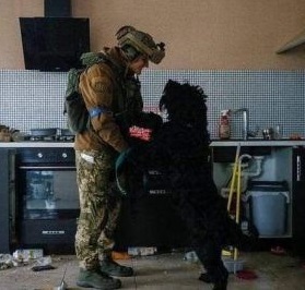 Very touching: a dog left in a ruined house in Irpen happily greets the Ukrainian military