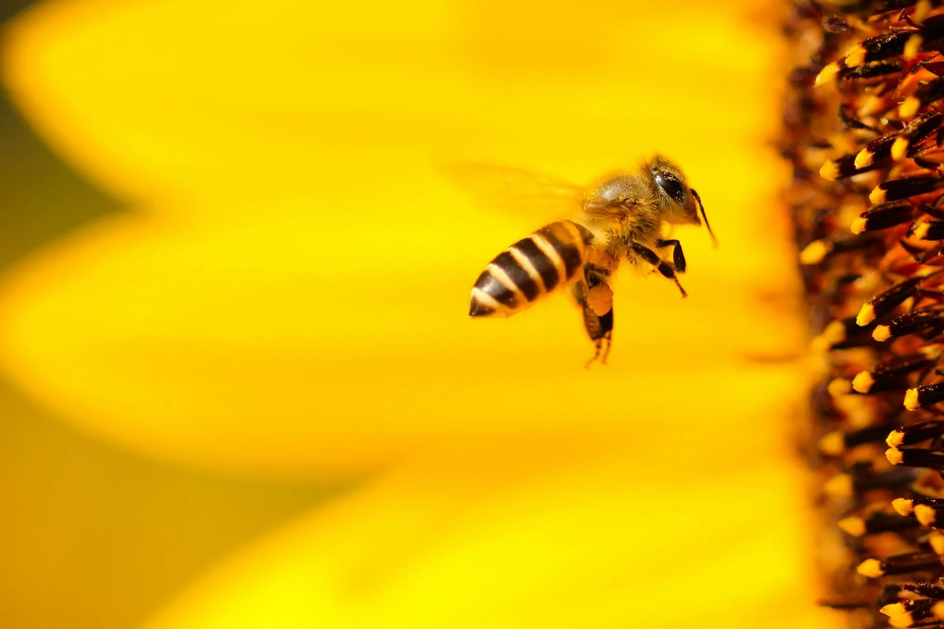 Медоносні бджоли можуть відчути «запах» раку