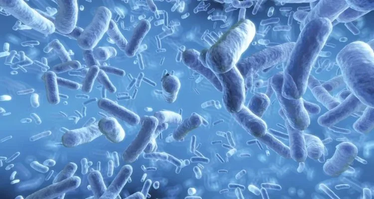 Переваги бактерій в організмі: здоров'я та імунітет